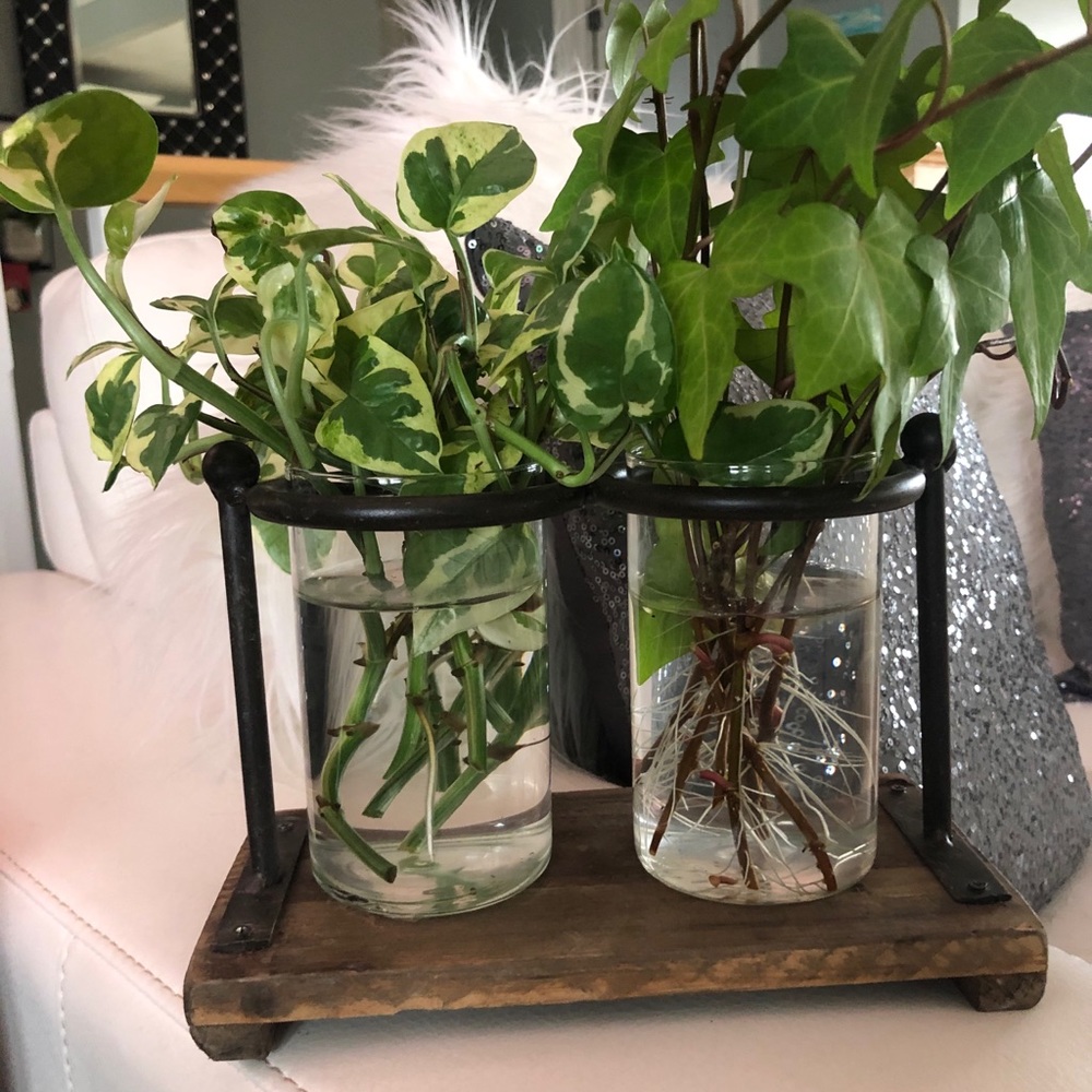 Rustic propagation station